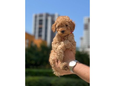 Erkek maltipoo yavrumuz
