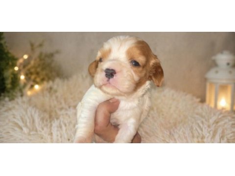 Sağlıklı ve çok sevecen yapılı cavalier king charles