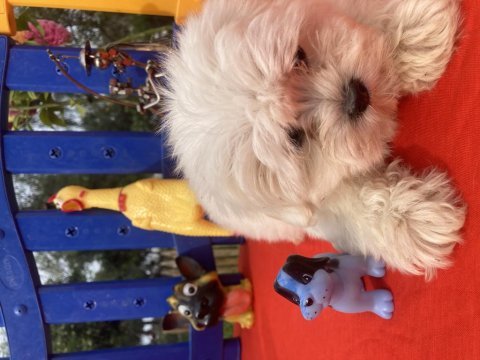 Maltese terrier