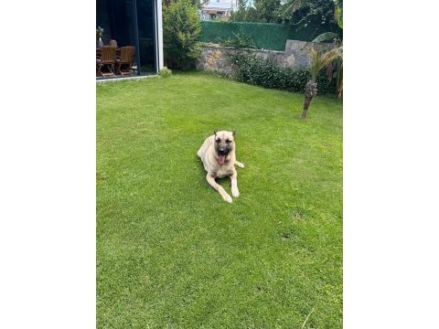 Kangal aslan pusat için hak ettiği bir yuva
