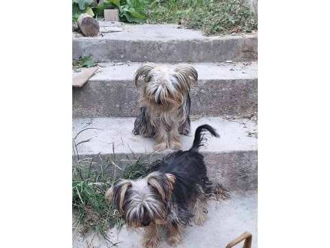 Erkek 6 aylık dişi 1 yaşında yorkshire terrier