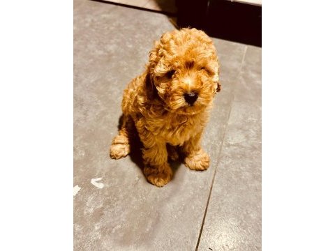 Safkan toy boyut poodle yavrumuz