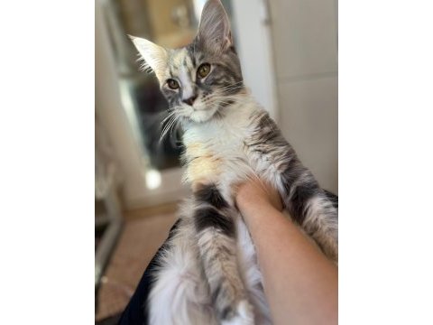 Maine coon dişi silver tortie uygun