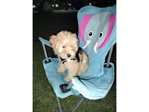 Maltipoo yavru köpeğim