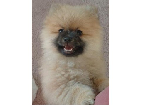 Pomeranian bebiş
