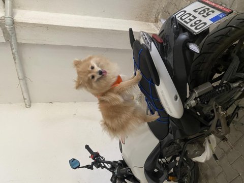 Oyuncu ve sevecen pomeranian kızımız yeni yuvasını arıyor