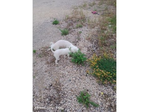 Kore maltese yavrumuz