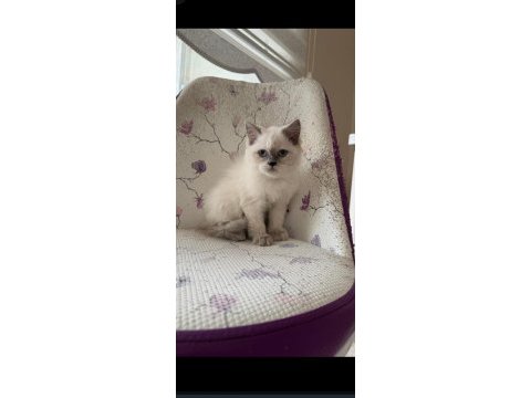 British longhair blue point safkan kimlikli belgeli