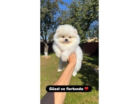 Pomeranian boo yavrularımız ırk garantili