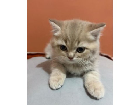British shorthair yavru ay12 şecereli baba bursa
