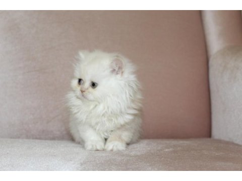 British longhair, vena yı sahiplendiriyoruz 2 aylık