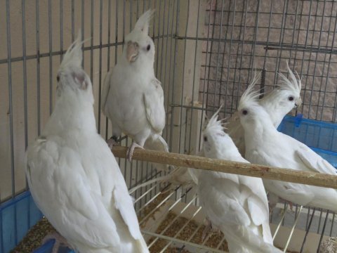 Albino sultan papağanı yavru