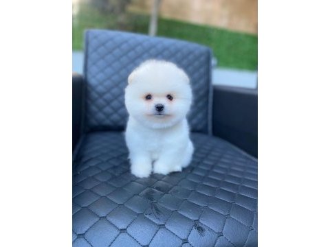 Ukranya girişli pomeranian boo yavrum