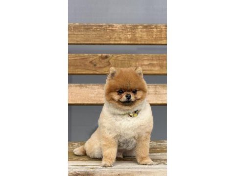 Pomeranian ayı surat ezel