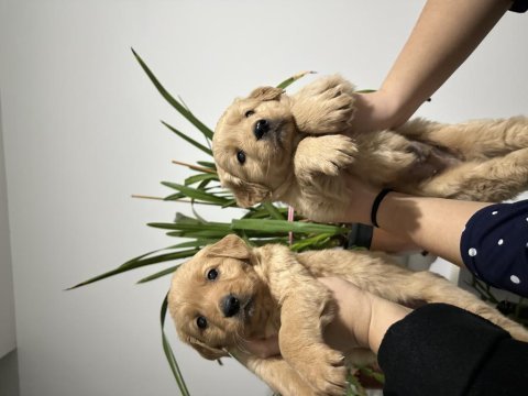 Bebek suratlı golden retriever yavrumuz