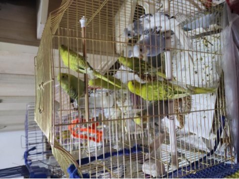 Muhabbet kuşu yavruları