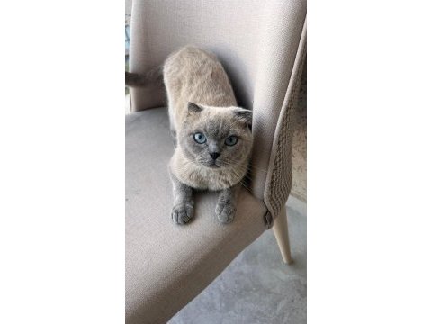 Erkek 1 yaşında scottish fold