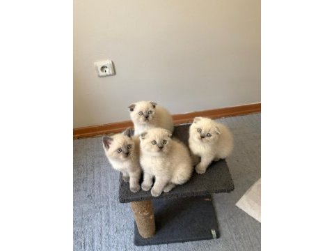 Safkan ırk ve sağlık garantili bebek kedilerim