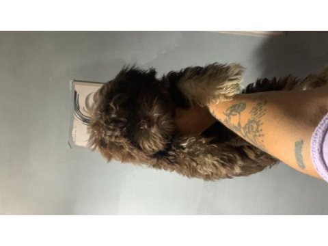 Chocalatte maltipoo
