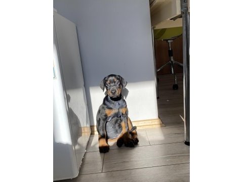 A kalite doberman siyah 2 aylık