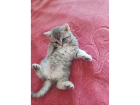 Scottish fold dişi