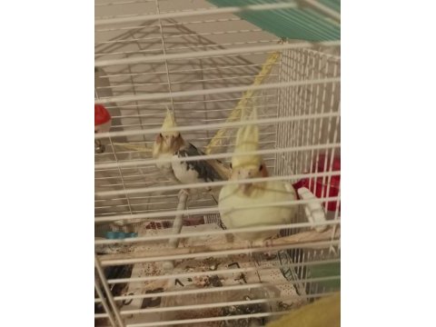 Ele alışık sultan papağanı takımı