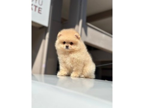 Pomeranian boo yavrularımız orijinal