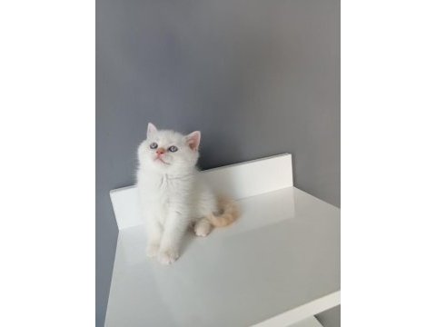 British shorthair red point