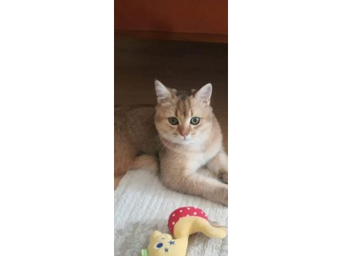 British shorthair golden
