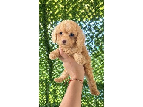 Uygun krem toy poodle