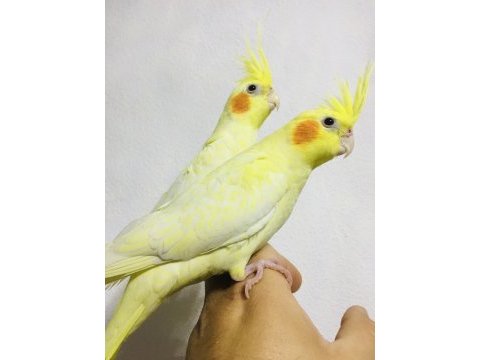 Jumbo boy ev üretimi a kalite erkek lutino sultanlar