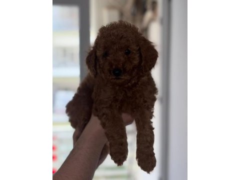 Poodle yavrularımız yeni ailerini bekliyor