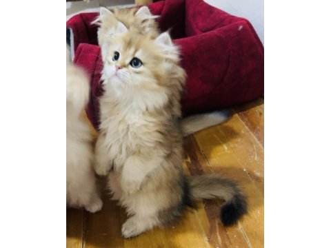 British longhair ny 11 ve ny12