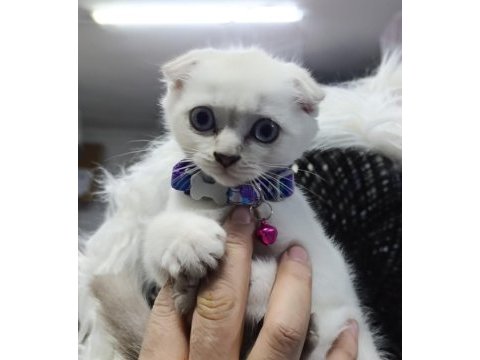 2 aylık scottish fold yavrular