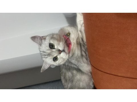 Güzeller güzeli sevecen straight kedimi sahiplendiriyorum