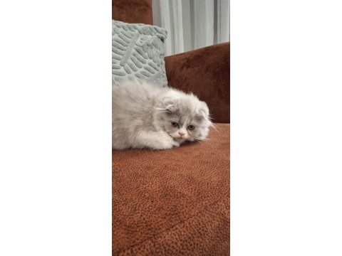 Lilak scottish fold bicolor dişi