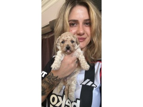 Maltipoo yavrularımız