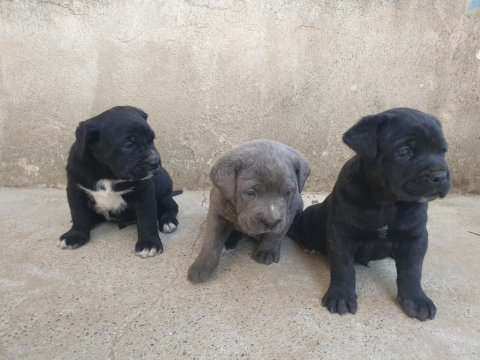 Orjinal a kalite cane corso
