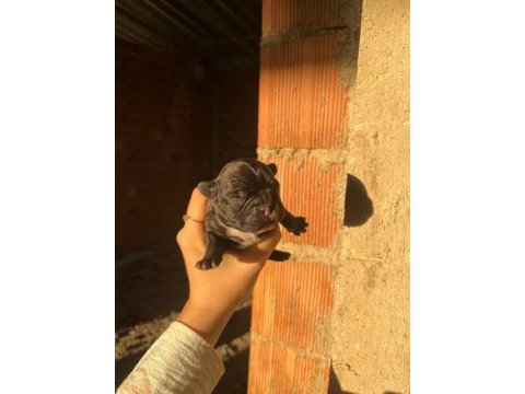 Rezerve french bulldog yavrular
