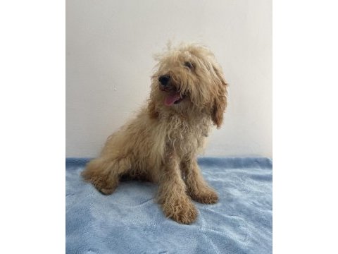 Apricot güzeli poodle köpeği