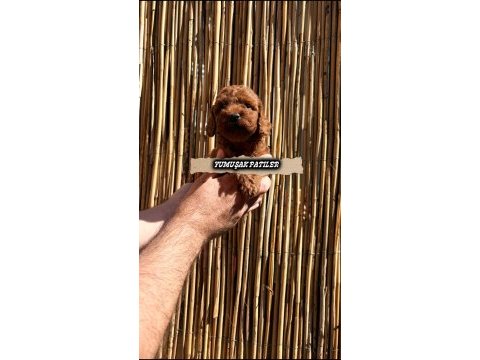 Red brown toy poodle