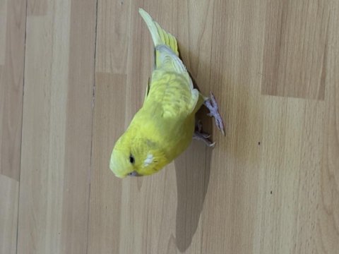 Jumbo dişi muhabbet kuşu