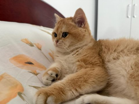 10 aylık full şecereli ny12 british shorthair