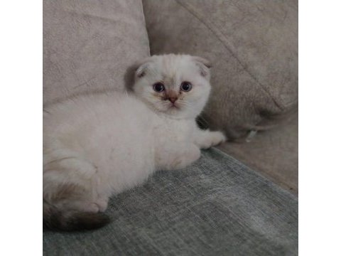 2 aylık dişi safkan scottish fold