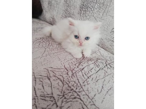 2 aylık dişi yavrum british longhair