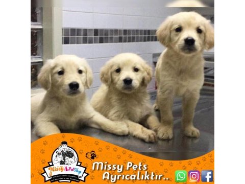 Golden retriever baby