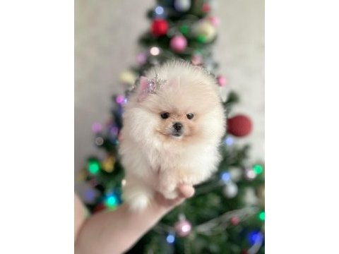 Ayı surat pomeranian yavrular