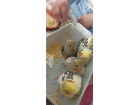 Yeme düşmeye başladı lutino pierre grey sultanlar mevcuttur