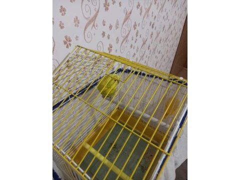Ele alışık oyuncul muhabbet kuşu
