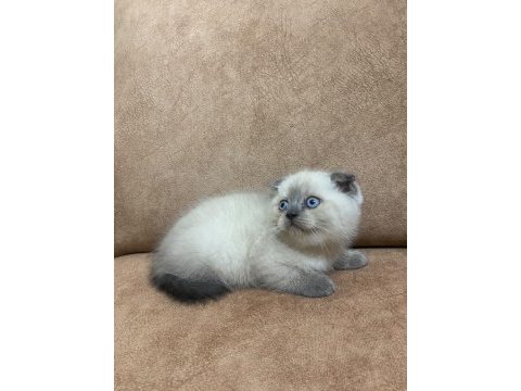 Blue point scottish fold bebekler